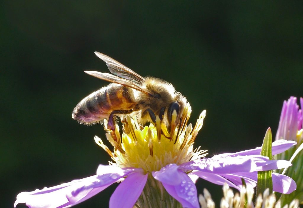 bee, honey bee, blossom-1336361.jpg