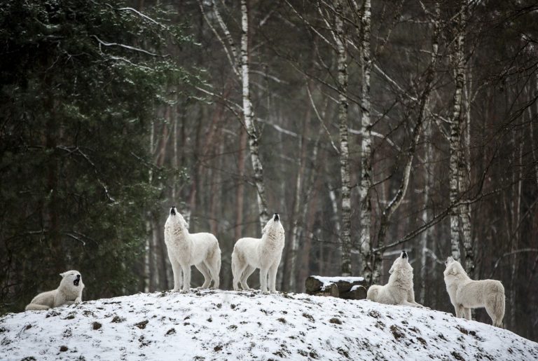 polarwolf, wolf, wilderness-4686720.jpg