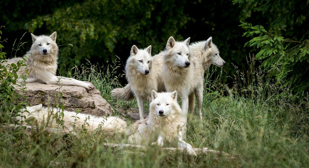 wolves, park, wolf-3785362.jpg